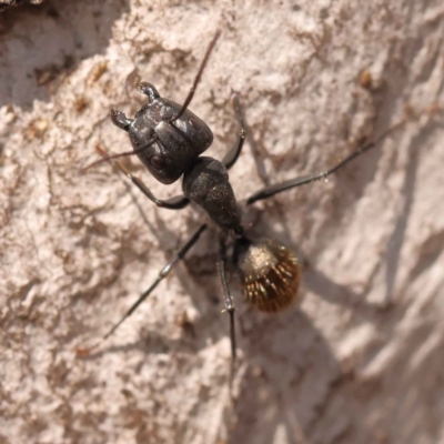 Camponotus aeneopilosus (A Golden-tailed sugar ant) at Caladenia Forest, O'Connor - 21 Oct 2023 by ConBoekel