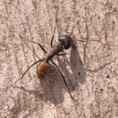 Camponotus aeneopilosus at O'Connor, ACT - 21 Oct 2023