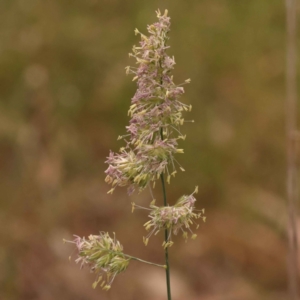 Dactylis glomerata at Canberra Central, ACT - 21 Oct 2023