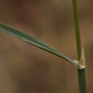 Dactylis glomerata at Canberra Central, ACT - 21 Oct 2023