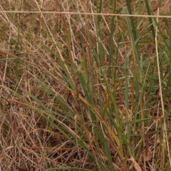 Dactylis glomerata at Canberra Central, ACT - 21 Oct 2023 11:18 AM