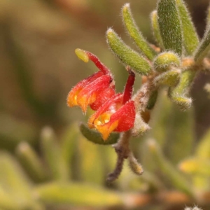 Grevillea alpina at O'Connor, ACT - 21 Oct 2023