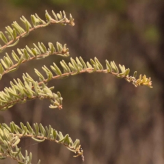 Grevillea alpina at O'Connor, ACT - 21 Oct 2023