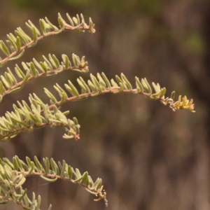 Grevillea alpina at O'Connor, ACT - 21 Oct 2023 01:10 PM