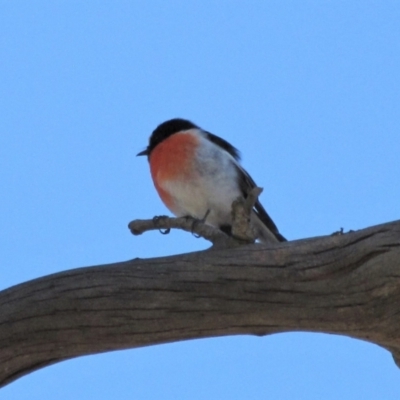 Petroica boodang (Scarlet Robin) at Bobundara, NSW - 3 Apr 2018 by AndyRoo