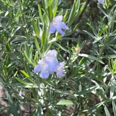 Eremophila scoparia (Silver Emubush, Broom Bush) at Mount Remarkable National Park - 23 Oct 2023 by Ange