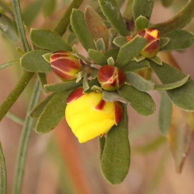 Hibbertia obtusifolia (Grey Guinea-flower) at Caladenia Forest, O'Connor - 21 Oct 2023 by ConBoekel