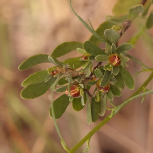 Hibbertia obtusifolia at O'Connor, ACT - 21 Oct 2023