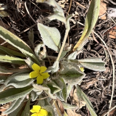 Goodenia robusta (Woolly Goodenia) at Mount Remarkable National Park - 23 Oct 2023 by Ange