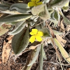 Goodenia robusta at Wilmington, SA - 23 Oct 2023 04:04 PM