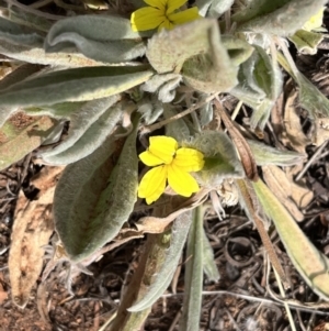 Goodenia robusta at Wilmington, SA - 23 Oct 2023 04:04 PM