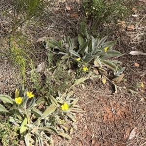 Goodenia robusta at Wilmington, SA - 23 Oct 2023 04:04 PM