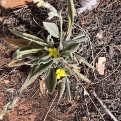 Goodenia robusta at Wilmington, SA - 23 Oct 2023 04:04 PM