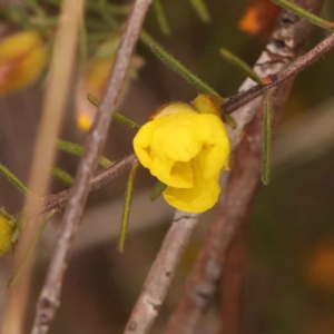 Hibbertia calycina at Canberra Central, ACT - 21 Oct 2023 12:43 PM