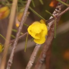 Hibbertia calycina (Lesser Guinea-flower) at Caladenia Forest, O'Connor - 21 Oct 2023 by ConBoekel