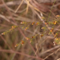 Hibbertia calycina at Canberra Central, ACT - 21 Oct 2023