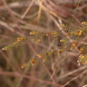 Hibbertia calycina at Canberra Central, ACT - 21 Oct 2023 12:43 PM