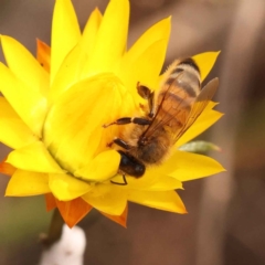 Apis mellifera (European honey bee) at O'Connor, ACT - 21 Oct 2023 by ConBoekel