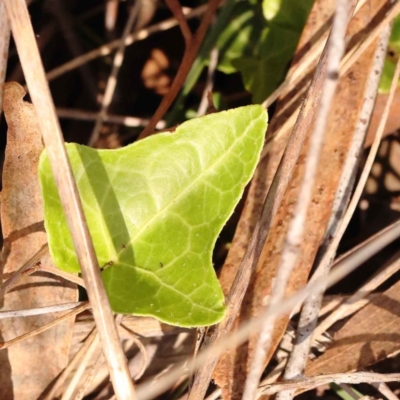 Hedera helix (Ivy) at O'Connor, ACT - 21 Oct 2023 by ConBoekel