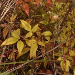 Nandina domestica at Canberra Central, ACT - 21 Oct 2023