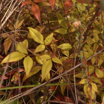 Nandina domestica (Sacred Bamboo) at Caladenia Forest, O'Connor - 21 Oct 2023 by ConBoekel