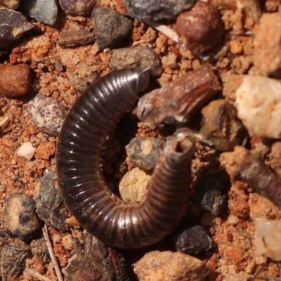 Ommatoiulus moreleti (Portuguese Millipede) at O'Connor, ACT - 21 Oct 2023 by ConBoekel