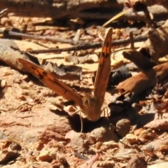 Heteronympha merope (Common Brown Butterfly) at Cotter River, ACT - 24 Oct 2023 by JohnBundock