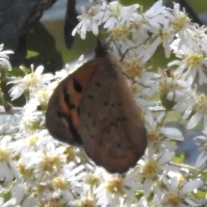 Heteronympha merope at Cotter River, ACT - 24 Oct 2023