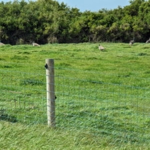 Pavo cristatus at Loorana, TAS - 24 Oct 2023