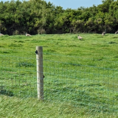 Pavo cristatus (Indian Peafowl) at King Island - 24 Oct 2023 by HelenCross