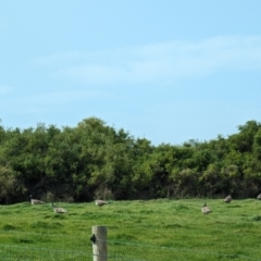 Pavo cristatus at Loorana, TAS - 24 Oct 2023 03:44 PM