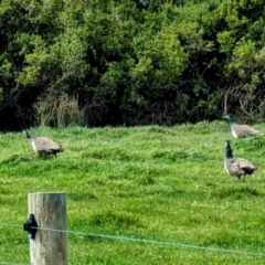 Pavo cristatus at Loorana, TAS - 24 Oct 2023