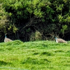 Pavo cristatus at Loorana, TAS - 24 Oct 2023 03:44 PM