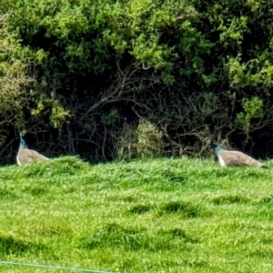 Pavo cristatus at Loorana, TAS - 24 Oct 2023