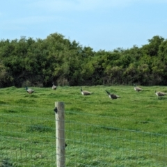 Pavo cristatus at Loorana, TAS - 24 Oct 2023