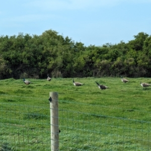 Pavo cristatus at Loorana, TAS - 24 Oct 2023 03:44 PM