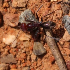 Iridomyrmex purpureus (Meat Ant) at O'Connor, ACT - 21 Oct 2023 by ConBoekel