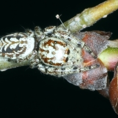 Opisthoncus serratofasciatus (Chevronned jumper) at Ainslie, ACT - 20 Oct 2023 by jb2602