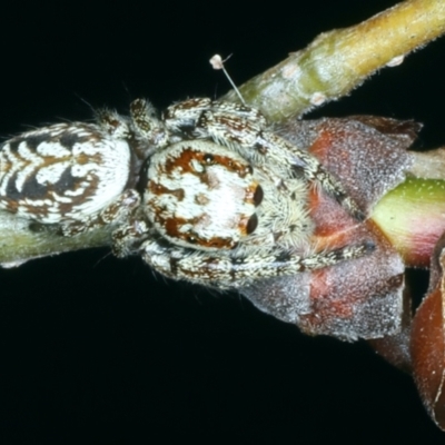 Opisthoncus serratofasciatus (Chevronned jumper) at Ainslie, ACT - 21 Oct 2023 by jb2602