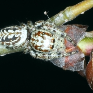 Opisthoncus serratofasciatus at Ainslie, ACT - 21 Oct 2023