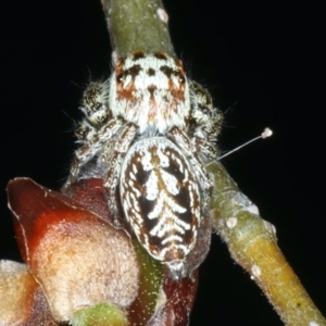 Opisthoncus serratofasciatus at Ainslie, ACT - 21 Oct 2023
