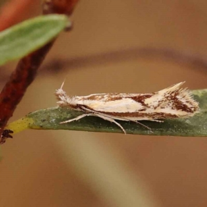 Thema macroscia at Canberra Central, ACT - 21 Oct 2023