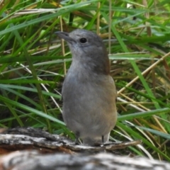 Colluricincla harmonica (Grey Shrikethrush) at Cotter River, ACT - 24 Oct 2023 by JohnBundock