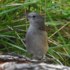 Colluricincla harmonica at Cotter River, ACT - 24 Oct 2023 11:05 PM