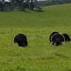 Meleagris gallopavo (Wild Turkey) at King Island - 20 Oct 2023 by HelenCross