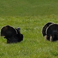 Meleagris gallopavo at Lymwood, TAS - 20 Oct 2023 12:12 PM