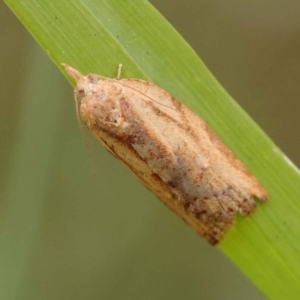 Cryptoptila (genus) at Canberra Central, ACT - 21 Oct 2023