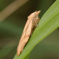 Cryptoptila (genus) at Canberra Central, ACT - 21 Oct 2023