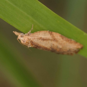 Cryptoptila (genus) at Canberra Central, ACT - 21 Oct 2023