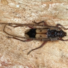 Phoracantha recurva (Yellow Phoracantha borer) at Ainslie, ACT - 22 Oct 2023 by jb2602